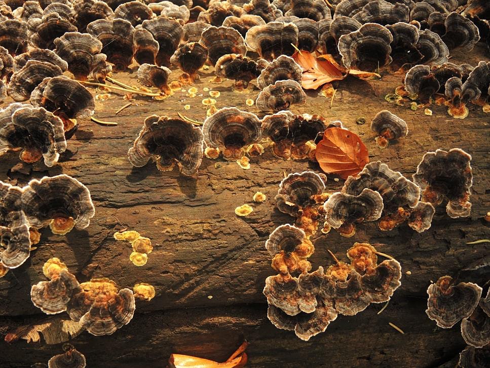 Maryland Mushroom Species ID Fox Haven Farm